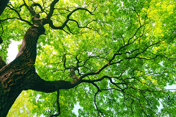 Træer nedbryder CO2 og skaber den livsvigtige ilt for planter og dyr